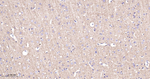 CNTNAP1 Antibody in Immunohistochemistry (Paraffin) (IHC (P))