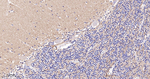 CNTNAP1 Antibody in Immunohistochemistry (Paraffin) (IHC (P))