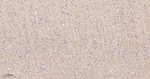 CNTNAP1 Antibody in Immunohistochemistry (Paraffin) (IHC (P))