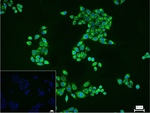 IDH2 Recombinant Rabbit Monoclonal Antibody (2A6)