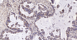 IDH2 Antibody in Immunohistochemistry (Paraffin) (IHC (P))