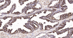 IDH2 Antibody in Immunohistochemistry (Paraffin) (IHC (P))