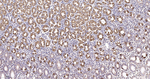 IDH2 Antibody in Immunohistochemistry (Paraffin) (IHC (P))