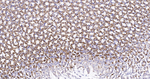 IDH2 Antibody in Immunohistochemistry (Paraffin) (IHC (P))