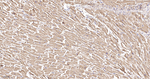 IDH2 Antibody in Immunohistochemistry (Paraffin) (IHC (P))