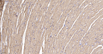 IDH2 Antibody in Immunohistochemistry (Paraffin) (IHC (P))