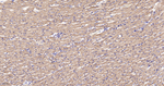 IDH2 Antibody in Immunohistochemistry (Paraffin) (IHC (P))