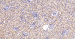 IDH2 Antibody in Immunohistochemistry (Paraffin) (IHC (P))