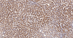 IDH2 Antibody in Immunohistochemistry (Paraffin) (IHC (P))