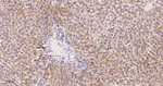 IDH2 Antibody in Immunohistochemistry (Paraffin) (IHC (P))