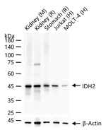 IDH2 Antibody in Western Blot (WB)
