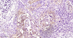 CD55 Antibody in Immunohistochemistry (Paraffin) (IHC (P))