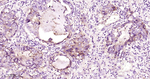 CD55 Antibody in Immunohistochemistry (Paraffin) (IHC (P))