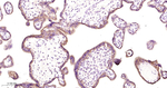 CD55 Antibody in Immunohistochemistry (Paraffin) (IHC (P))