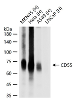 CD55 Antibody in Western Blot (WB)