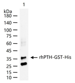 PTH Antibody in Western Blot (WB)