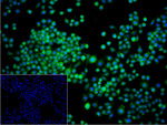Dynamin 2 Recombinant Rabbit Monoclonal Antibody (1G9)