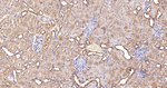 Dynamin 2 Antibody in Immunohistochemistry (Paraffin) (IHC (P))