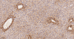 Dynamin 2 Antibody in Immunohistochemistry (Paraffin) (IHC (P))