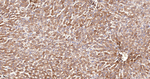 Dynamin 2 Antibody in Immunohistochemistry (Paraffin) (IHC (P))