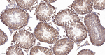 Dynamin 2 Antibody in Immunohistochemistry (Paraffin) (IHC (P))