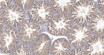 Dynamin 2 Antibody in Immunohistochemistry (Paraffin) (IHC (P))