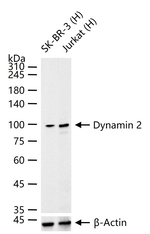 Dynamin 2 Antibody in Western Blot (WB)