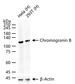 Chromogranin B Antibody in Western Blot (WB)