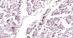 Emerin Antibody in Immunohistochemistry (Paraffin) (IHC (P))