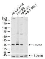 Emerin Antibody in Western Blot (WB)