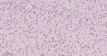 HP1 gamma Antibody in Immunohistochemistry (Paraffin) (IHC (P))