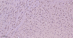 HP1 gamma Antibody in Immunohistochemistry (Paraffin) (IHC (P))
