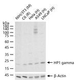 HP1 gamma Antibody in Western Blot (WB)