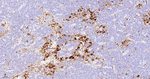 Factor XIII A Antibody in Immunohistochemistry (Paraffin) (IHC (P))
