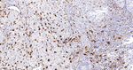 Factor XIII A Recombinant Rabbit Monoclonal Antibody (2D10)