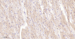SOD3 Antibody in Immunohistochemistry (Paraffin) (IHC (P))