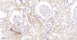 SOD3 Antibody in Immunohistochemistry (Paraffin) (IHC (P))