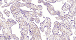 SOD3 Recombinant Rabbit Monoclonal Antibody (12C7)