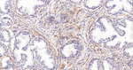 EDG2 Recombinant Rabbit Monoclonal Antibody (7C2)
