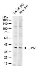 EDG2 Antibody in Western Blot (WB)