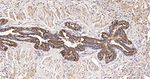 SLIT2 Antibody in Immunohistochemistry (Paraffin) (IHC (P))