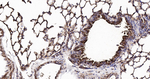 SLIT2 Antibody in Immunohistochemistry (Paraffin) (IHC (P))
