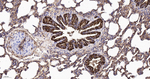 SLIT2 Antibody in Immunohistochemistry (Paraffin) (IHC (P))