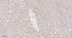 HSD11B1 Antibody in Immunohistochemistry (Paraffin) (IHC (P))