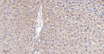 HSD11B1 Recombinant Rabbit Monoclonal Antibody (1D11)