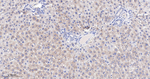 HSD11B1 Antibody in Immunohistochemistry (Paraffin) (IHC (P))