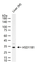 HSD11B1 Antibody in Western Blot (WB)