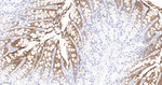 Galectin 4 Antibody in Immunohistochemistry (Paraffin) (IHC (P))