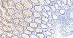 Galectin 4 Antibody in Immunohistochemistry (Paraffin) (IHC (P))