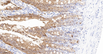 Galectin 4 Antibody in Immunohistochemistry (Paraffin) (IHC (P))